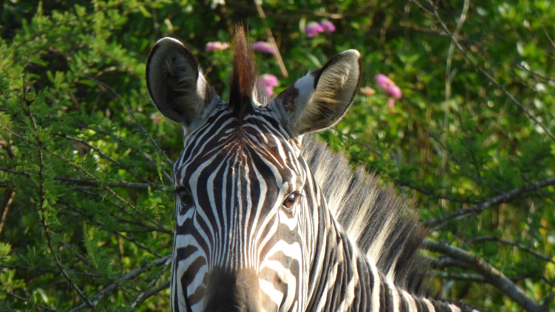 Zebra im Mburo Nationalpark